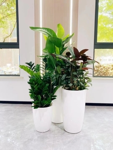 专业的鄞州盆景租摆，点亮空间新光彩！